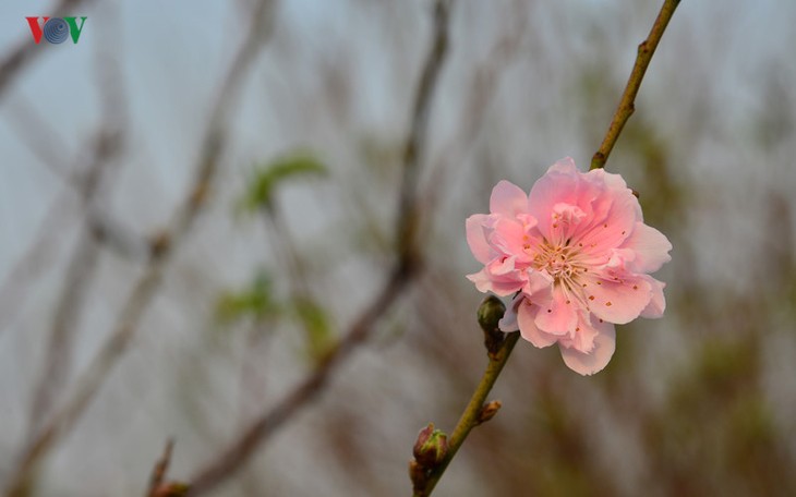 Peach blossoms bloom early in Nhat Tan flower village - ảnh 5